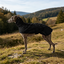 Gotoo Chaqueta Impermeable Negro para galgos, , large indicador imagen numero 1