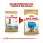 12 kg Royal Canin Puppy Pastor Alemán pienso para perros, , large indicador imagen numero 3
