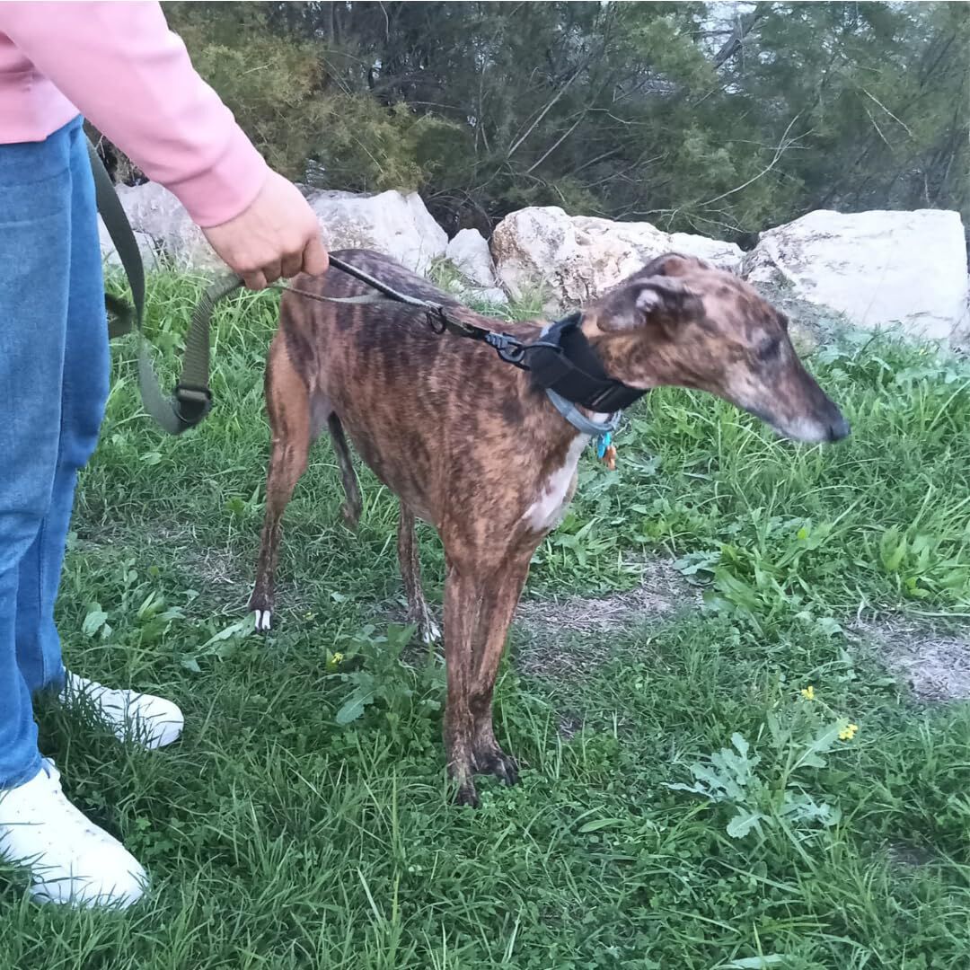EGV - Correa multiposicion perro con doble asa de neopreno. Correa perro manos libres de 2,50 metros de longitud. (Verde militar), , large Imagen numero 5