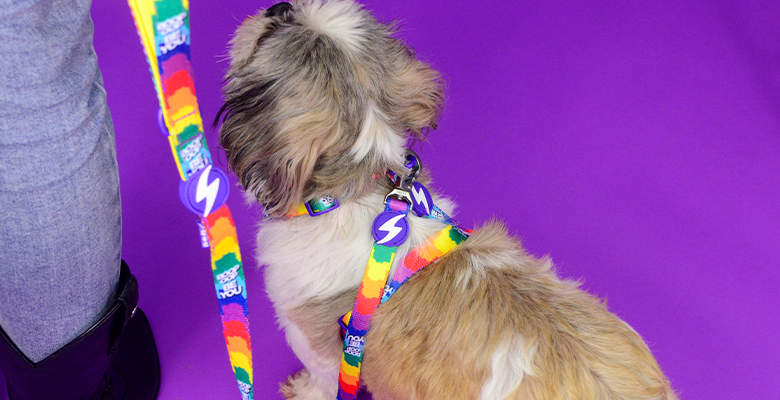 Correa para perros Dashi Betty You Grande, , large Imagen numero 2