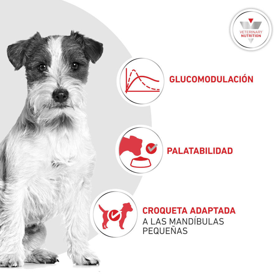 8 kg Royal Canin Glycobalance Pienso para perros, , large Imagen numero 4