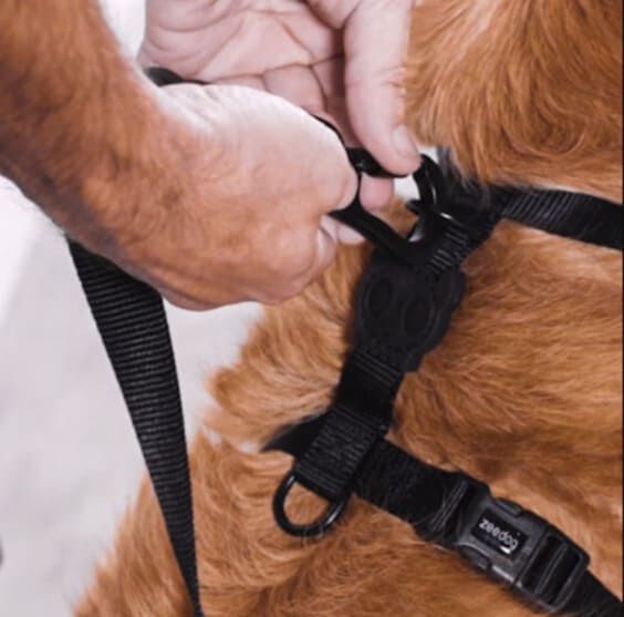 Arn&eacute;s Zee.dog GOTHAM H XS, , large Imagen numero 4