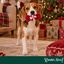 Wonder Christmas Caramelo Juguete para perros, , large indicador imagen numero 2