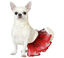 Disfraz o Tutú rojo para perro, , large indicador imagen numero 1