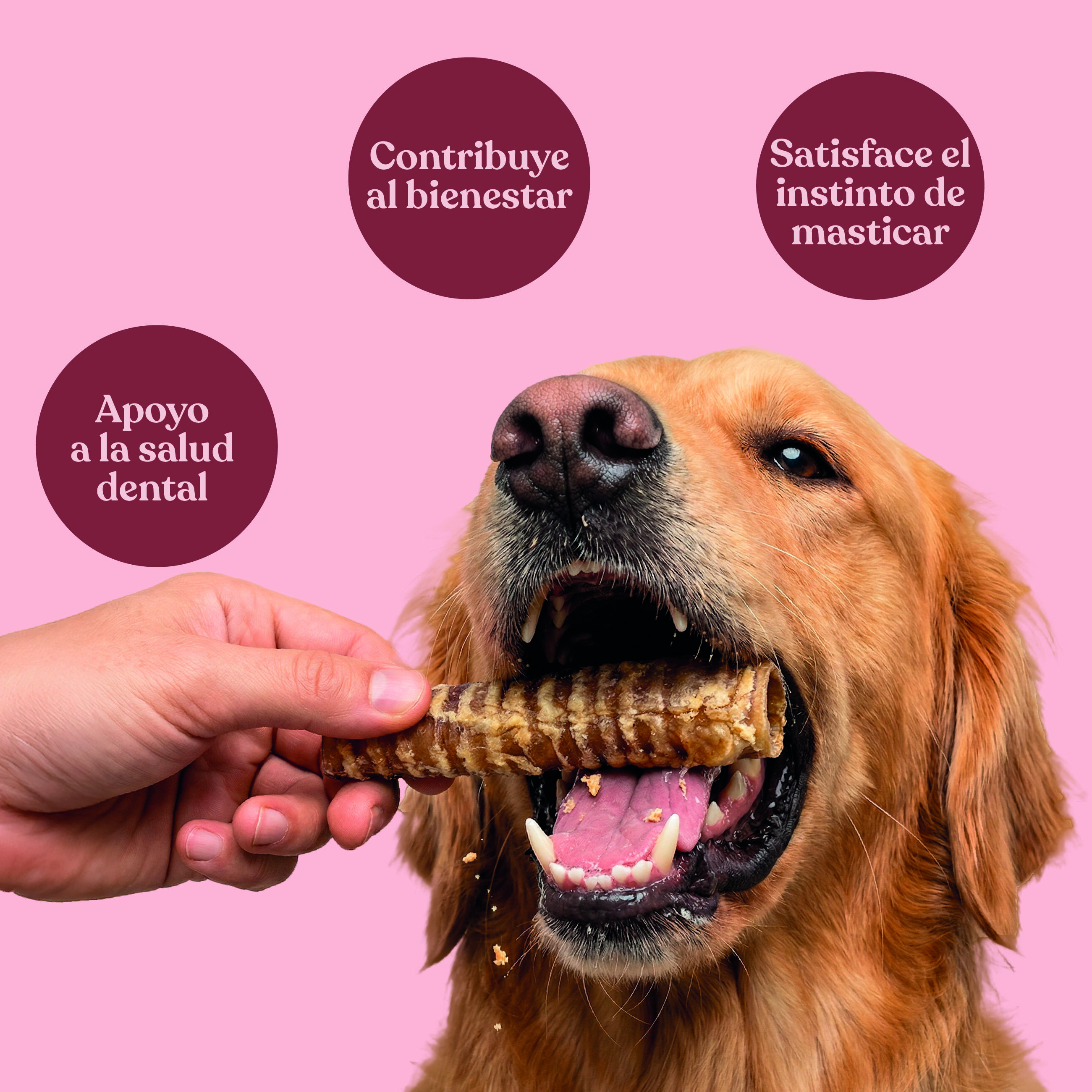 dr.bimix Tr&aacute;queas de Ternera para Perros | Snack Natural para Masticaci&oacute;n, , large Imagen numero 3
