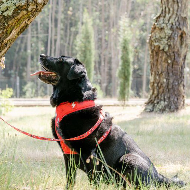 Correa de poliéster SweePea para perros color Rojo, , large image number null