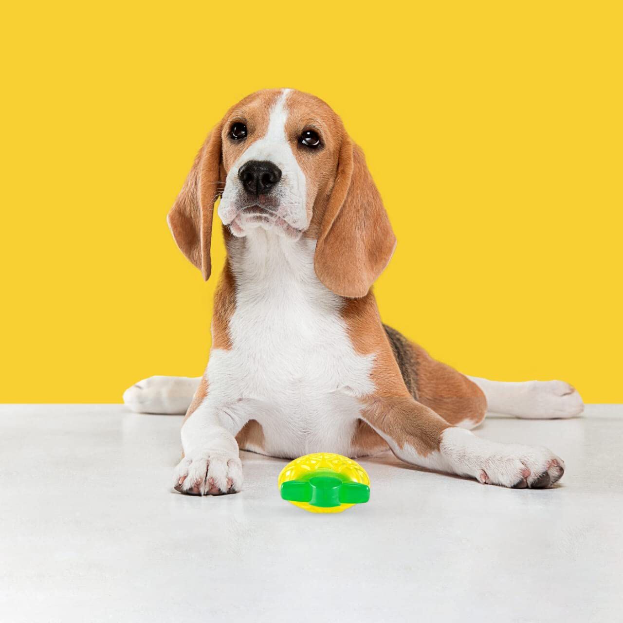 FOFOS | Pi&ntilde;a Resistente e Interactivo - Para Perro, , large Imagen numero 2