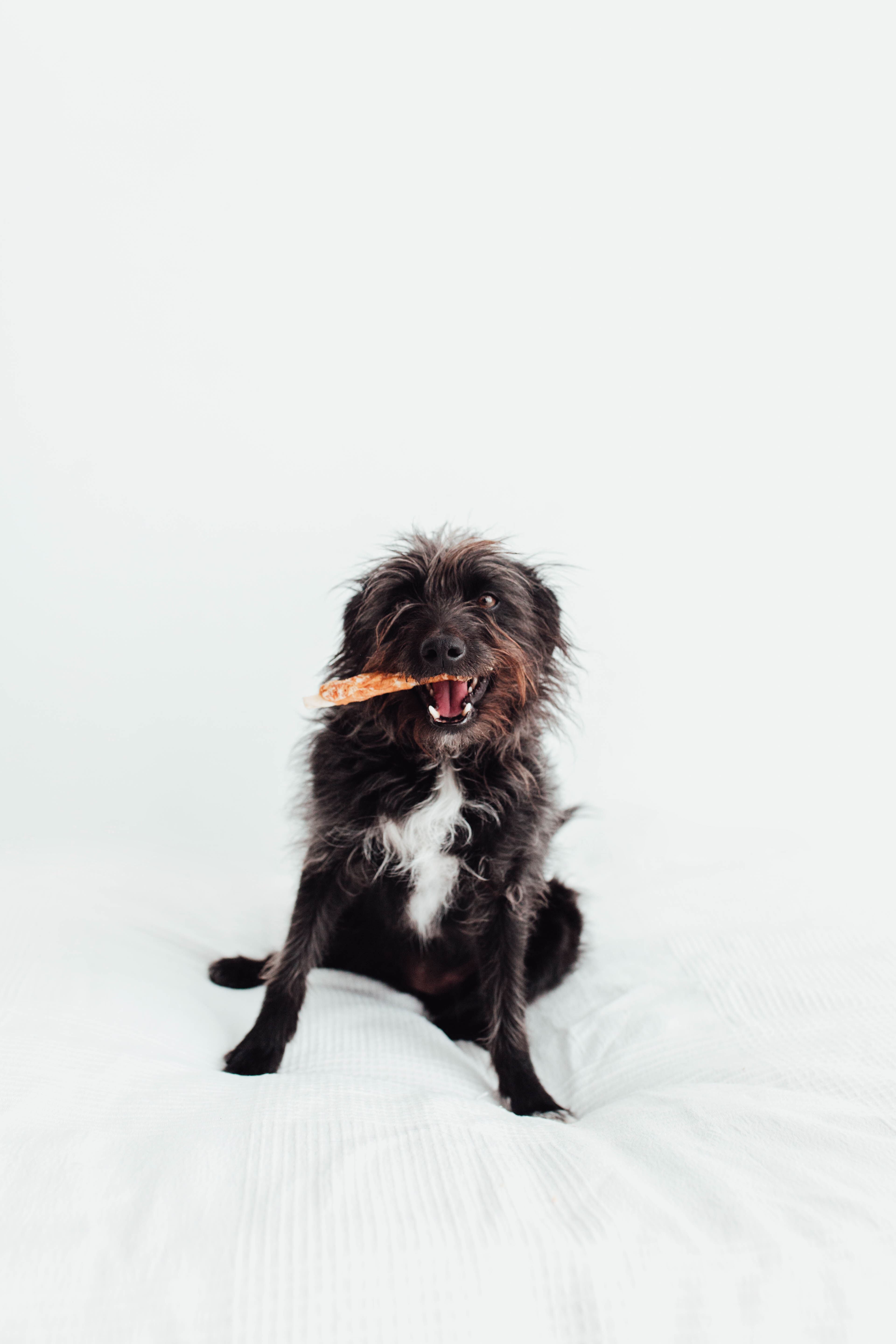 BIMORBOX Perros Senior Peque&ntilde;os &ndash; Pack Ahorro con Pelota, Mordedor de Asta de Ciervo y Snacks Sin Aditivos, , large Imagen numero 4