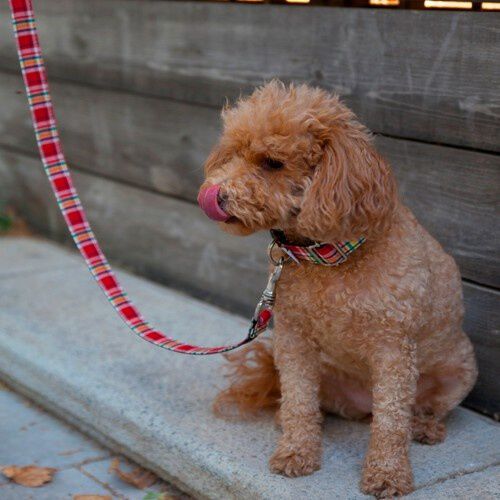 Correa Pamppy Tart&aacute;n Rojo para perros, , large Imagen numero 2