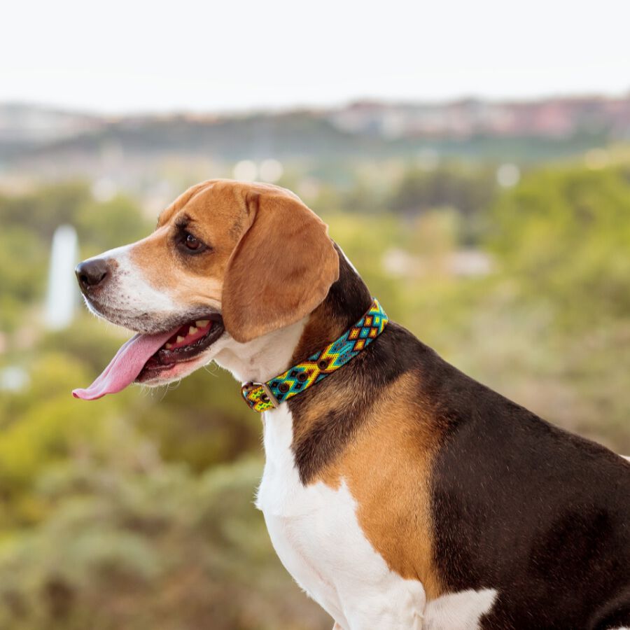 LOYAL COLLAR DE PIEL ARTESANAL TALLA S PARA PERROS, , large Imagen numero 5