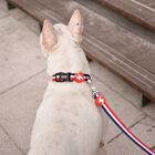 Dashi stripes correa de poliéster roja y azul para perros, , large image number null