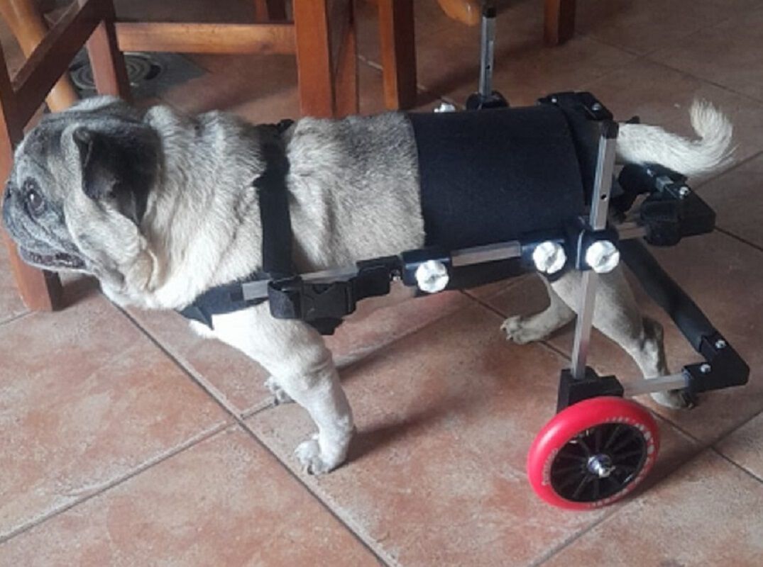 SILLA DE RUEDAS PARA PERROS TALLA MEDIANA, , large Imagen numero 10