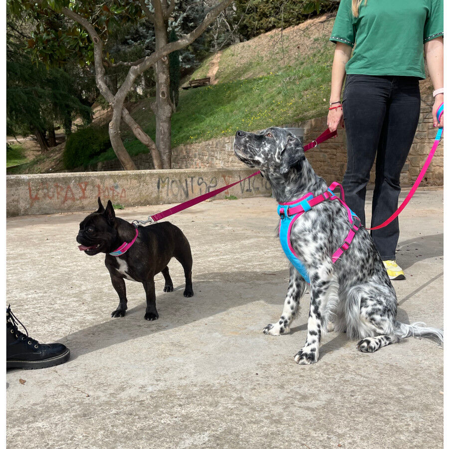 Freedog Cool Pro Tech Correa Refrescante Fucsia para perros, , large Imagen numero 5