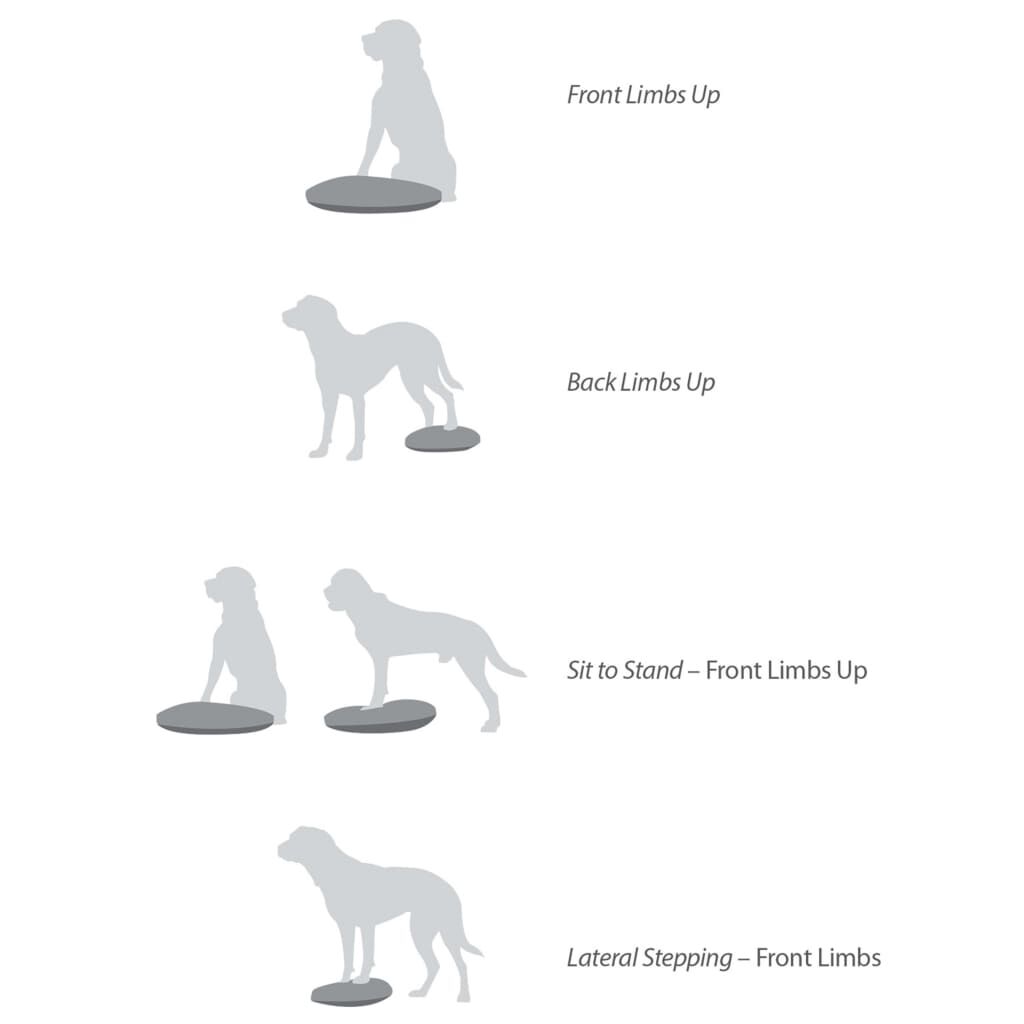 FitPAWS Disco de equilibrio para mascotas color frutos rojos 56 cm, , large Imagen numero 5