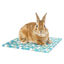 Nobleza - Alfombrilla Refrescante para Hámster, Almohadilla de Enfriamiento para Conejos, Placa De Refrigeración Para Conejito, Pequeños Animales Enfriamiento Estera Cama (30*30CM), , large indicador imagen numero 1