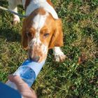 Duvo botella de agua verde para perros, , large image number null