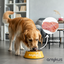 Amykus Grain Free Trukey&Pumpkin, , large indicador imagen numero 4