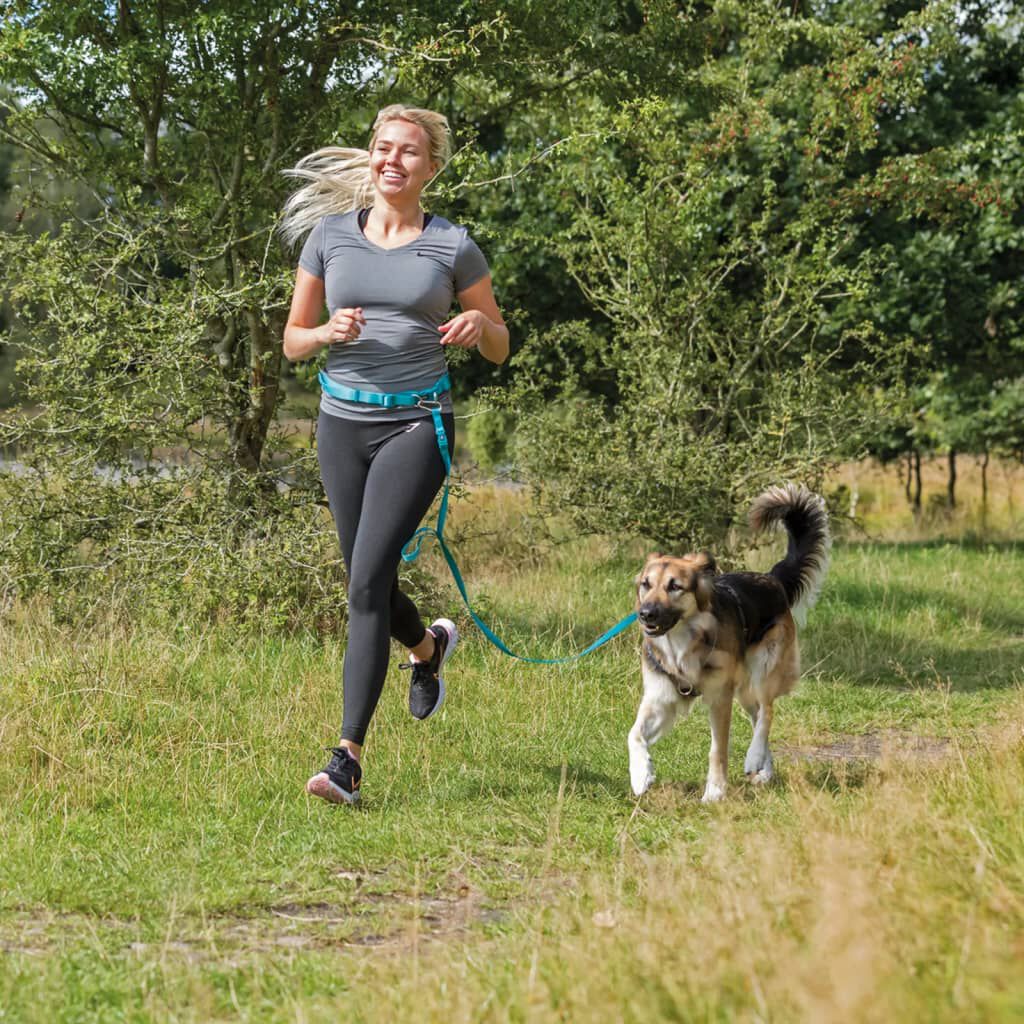 Correa con cintur&oacute;n azul para perros, , large Imagen numero 4