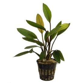 Planta Echinodorus Rose para acuarios 