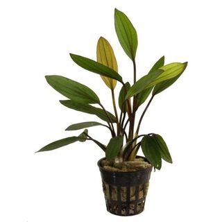 Planta Echinodorus Rose para acuarios 