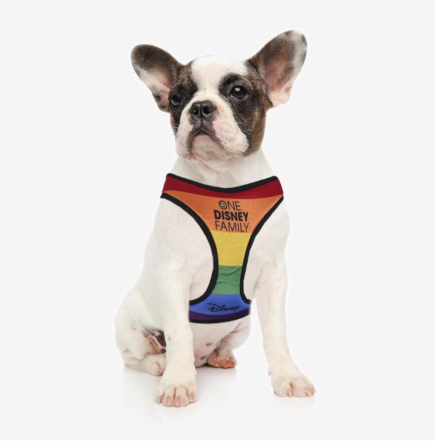 Disney Pride Arn&eacute;s multicolor para perros, , large Imagen numero 2