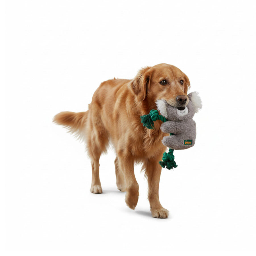 All For Paws Safari Cuddle Koala con Cuerda Juguete para perros, , large Imagen numero 3