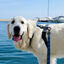 LUNA - Arnés Ajustable H para perros Tail and Tropic, , large indicador imagen numero 2