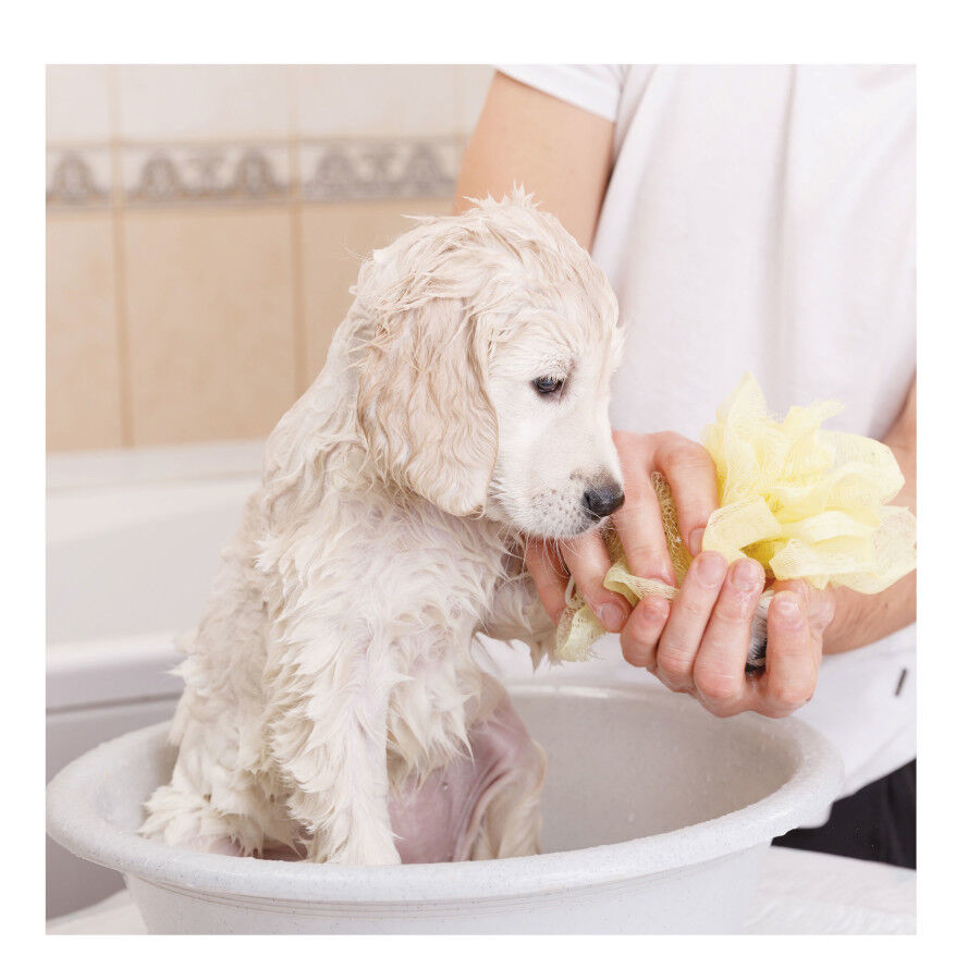 Beaphar Champ&uacute; para perros cachorros, , large Imagen numero 3