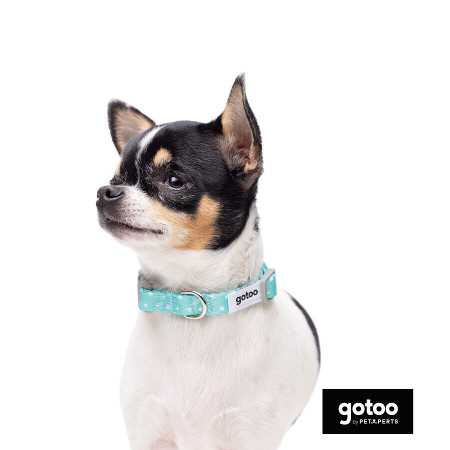 Gotoo Set Correa y Collar estampado con estrellas verde para perros, , large Imagen numero 8