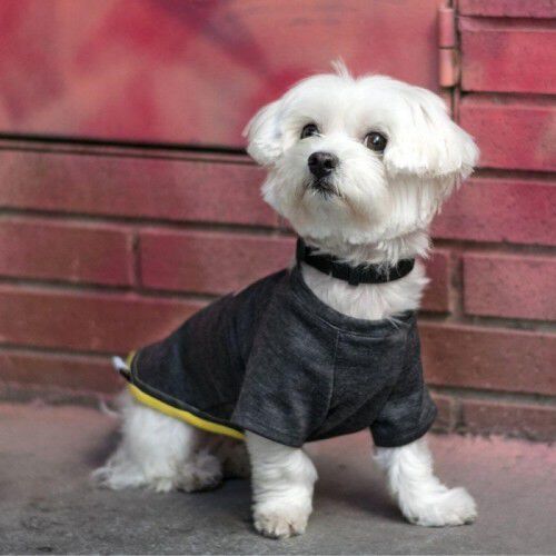 Camiseta para perros Groc Groc Nun Star gris, , large Imagen numero 2