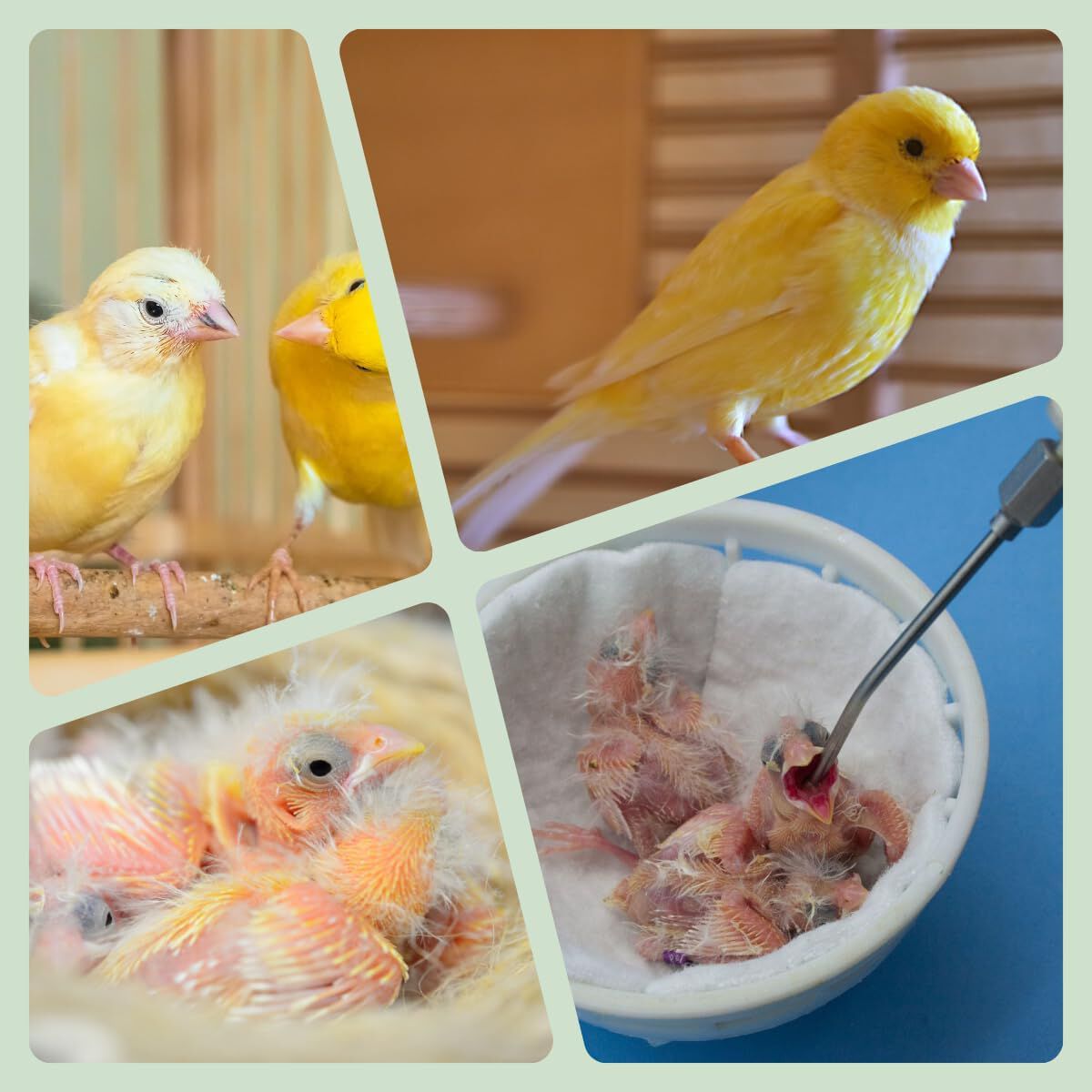 Aviantecnic Papilla con Jeringa de Embuche para canarios thumbnail