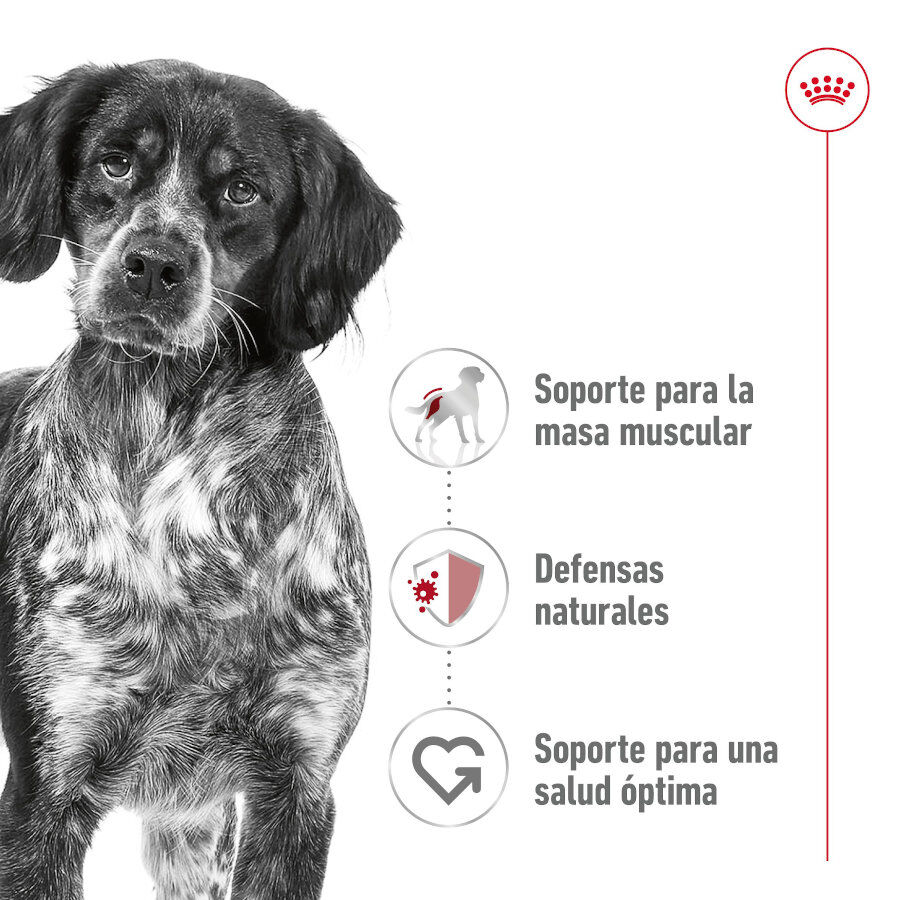 Royal Canin Medium Adult Paté lata para perros thumbnail