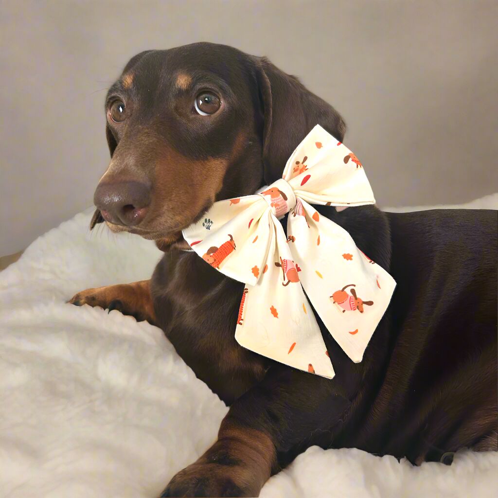 ★ Pajarita - Teckels de otoño ★ thumbnail