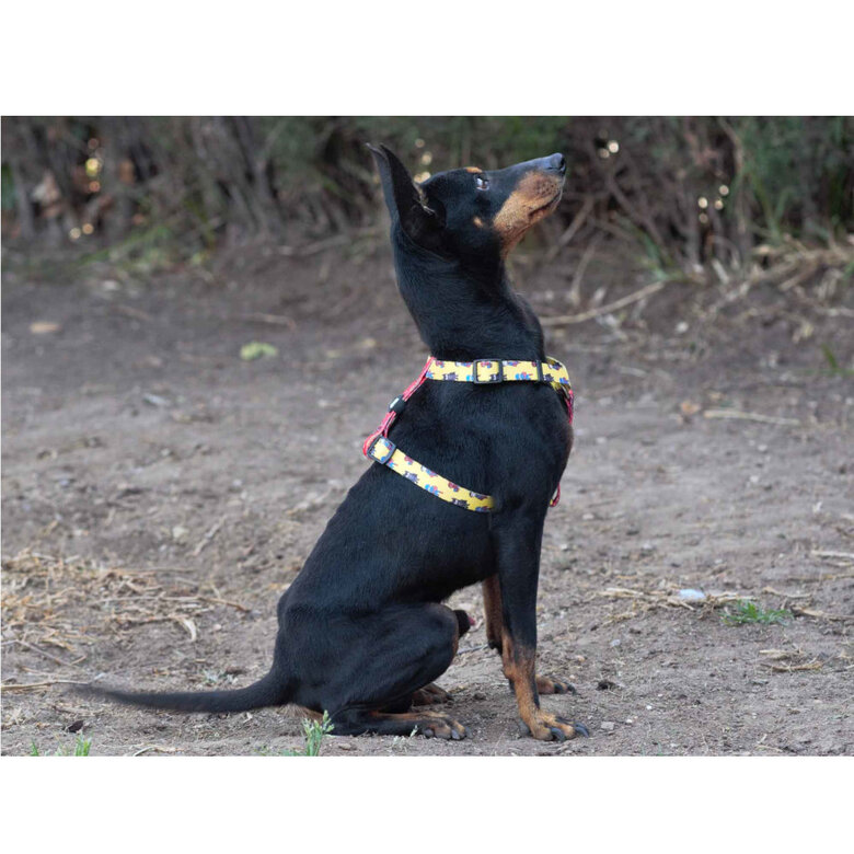 Dukier Superdog Arnés Clásico Estampado Superhéroes para perros, , large image number null