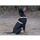 Dukier Superdog Arnés Clásico Estampado Superhéroes para perros, , large image number null