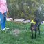 EGV - Correa multiposicion perro con doble asa de neopreno. Correa perro manos libres de 2,50 metros de longitud. (Marrón), , large indicador imagen numero 5