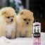 Petuxe champú para cachorros vegano, , large indicador imagen numero 3