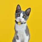 Collar La Casa de Papel Golden para gatos, , large image number null