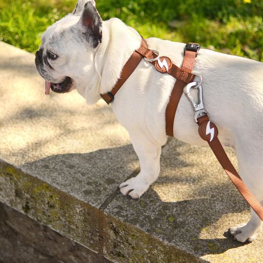 Dashi correa de nylon marr&oacute;n para perros, , large Imagen numero 5