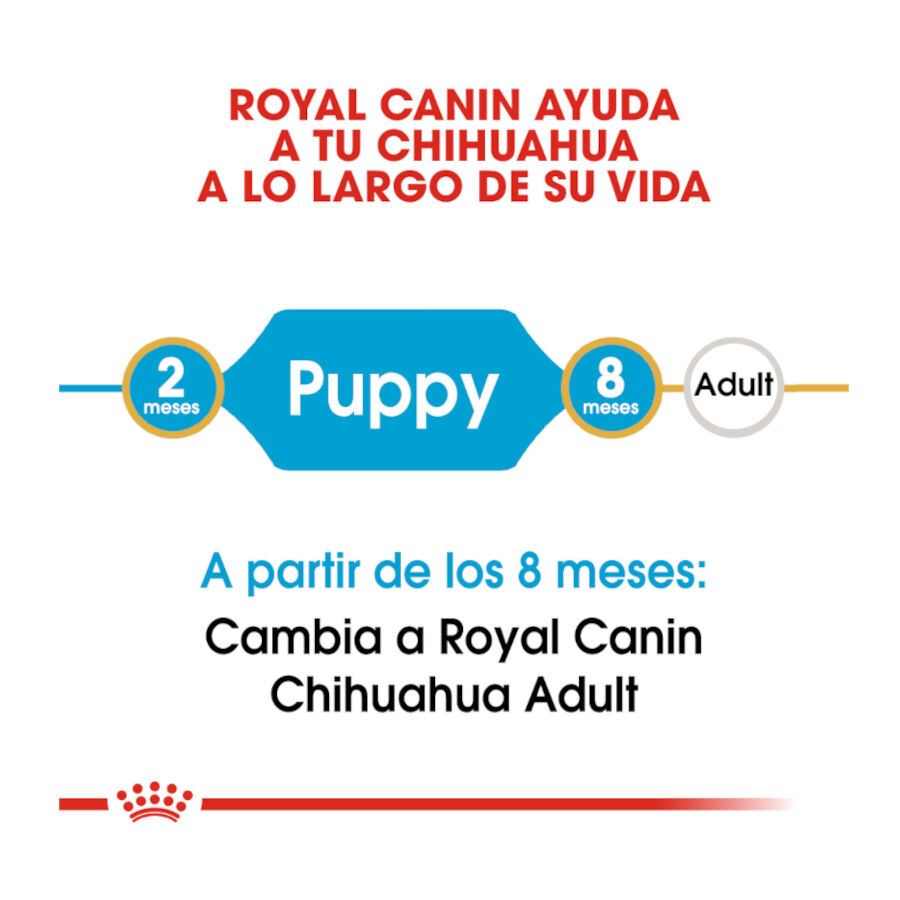Royal Canin Puppy Chihuahua pienso para cachorros thumbnail