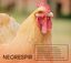 Neorespir 250 ml - Expectorante Preventivo de Las Patologías Respiratorias En Aves de Corral - Mucolítico para Gallinas, , large indicador imagen numero 4