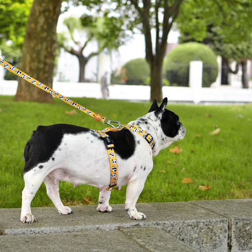 Correa de poli&eacute;ster Snooze para perros color Varios, , large Imagen numero 3