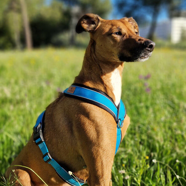Arn&eacute;s Reflectante Anti-Tirones en Forma "Y"- Ideal para Lebreles: Galgo Italiano, Whippet, Galgo, Podenco - Seguro, Transpirable y Duradero - Perfecto para Caminar, Entrenar y Correr - CELESTE, XL, , large Imagen numero 2