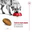 15 kg Royal Canin Maxi Adult pienso para perros, , large indicador imagen numero 6