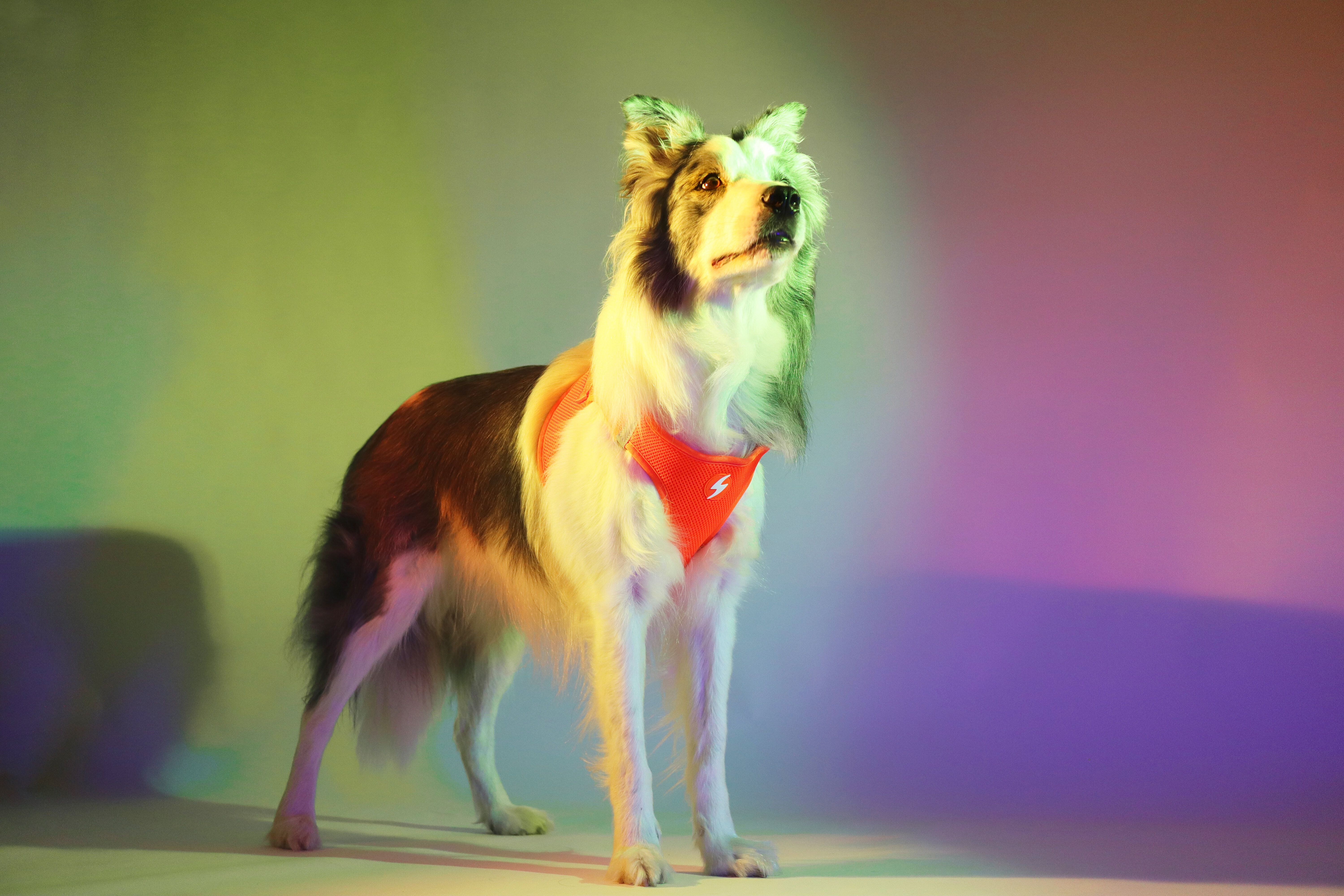 Neon Naranja Oxy Mesh, , large Imagen numero 2