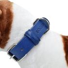 Loyal collar rocco azul para perros, , large image number null