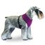 Arnés para perros de forro polar, proteje el pecho del frío, Softly Talla M Color Lila, , large indicador imagen numero 1