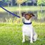 Correa trenzada para perros talla L, , large indicador imagen numero 8