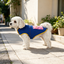 Gotoo Chaqueta Azul con Bolsillo para perros, , large indicador imagen numero 1
