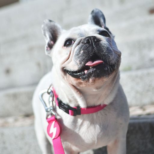 Correa de nylon para perro color Rosa, , large Imagen numero 4